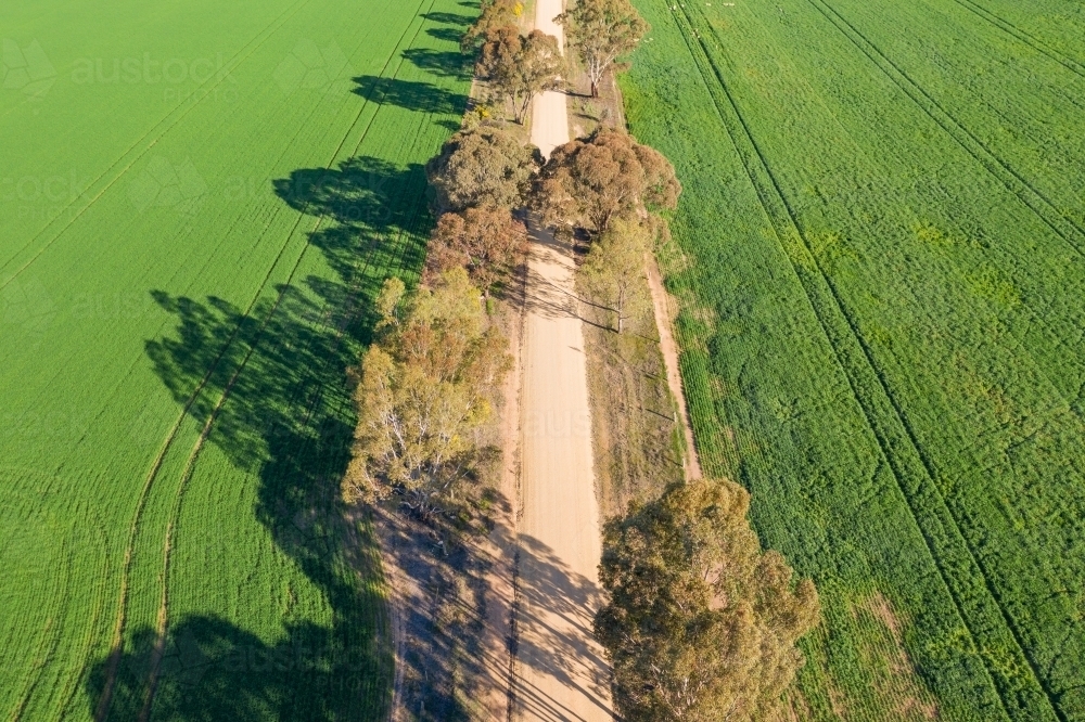 Aerial view of a dirt road between green paddocks with overhanging gum trees - Australian Stock Image