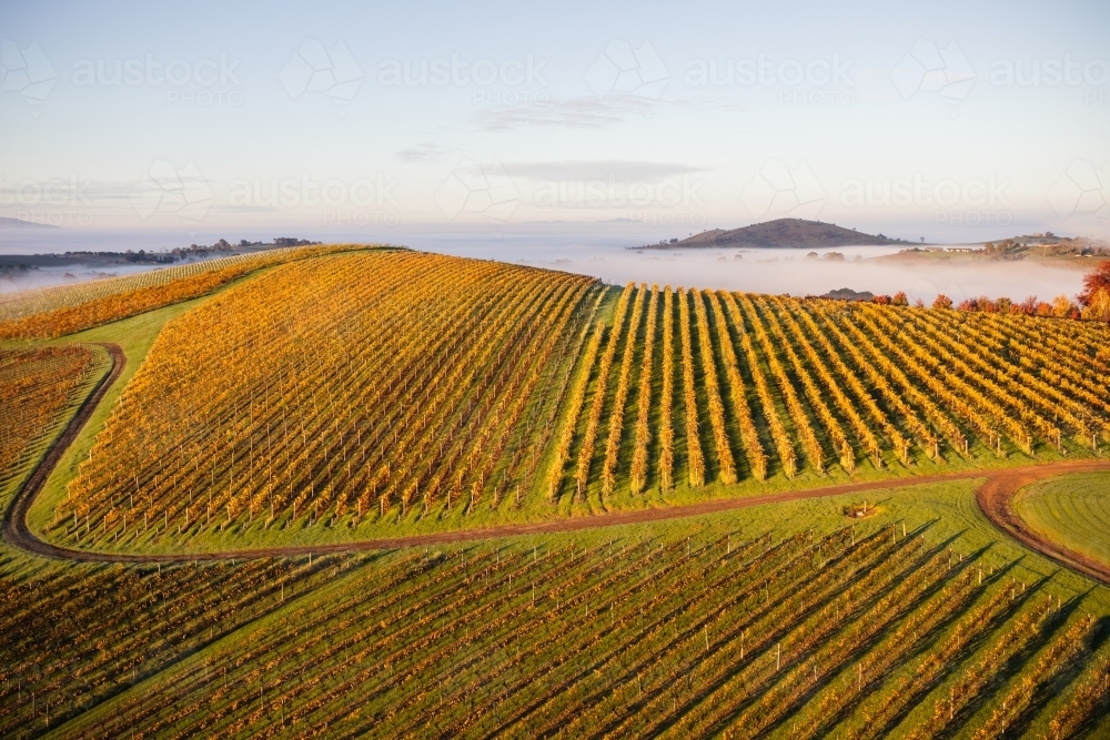 Aerial view of a farmland with multiple fields in shades of green and yellow suggesting autumn - Australian Stock Image