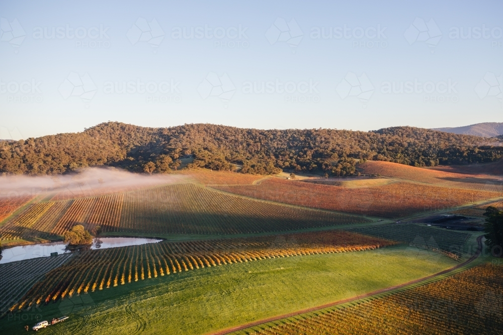 Aerial view of a farmland with multiple fields that has shades of green and yellow suggesting autumn - Australian Stock Image