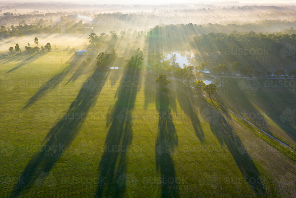 Image of Aerial view of a foggy sunrise with gum trees casting long ...