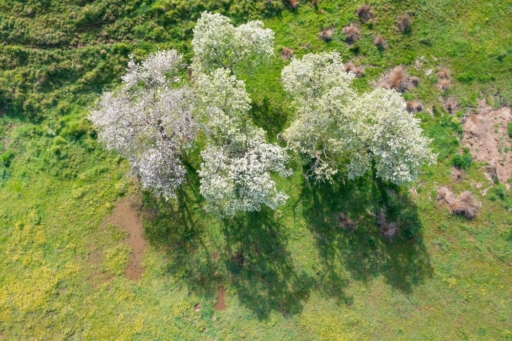Aerial view of a group of fruit trees in blossom standing in green paddock - Australian Stock Image