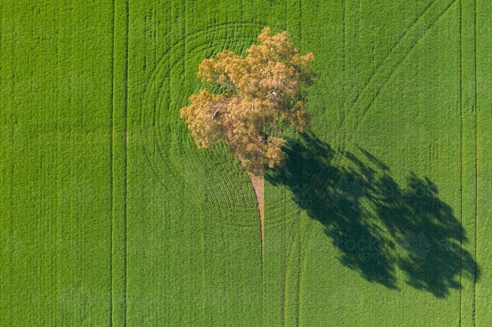 Aerial view of a gum tree in a green paddock casting a long shadow - Australian Stock Image