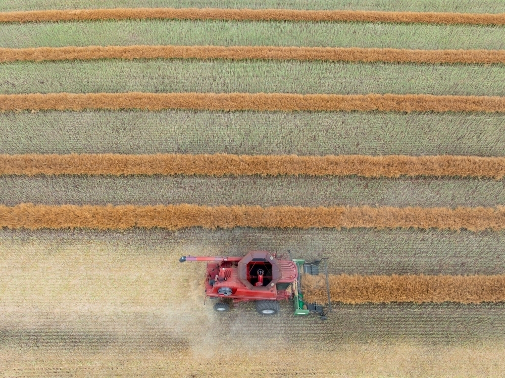 Image of Aerial view of a harvester working on rows in a canola field ...