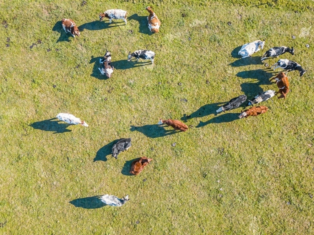 Aerial view of a heard of cows grazing in a green paddock - Australian Stock Image
