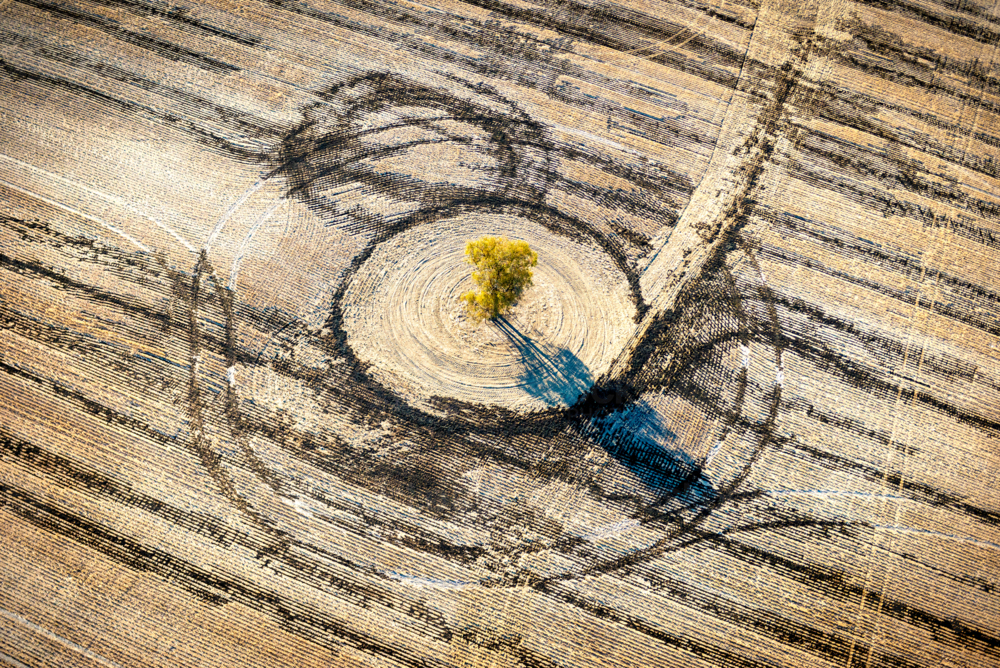Aerial view of a lone tree surrounded by circular tractor patterns in a dry harvested paddock. - Australian Stock Image