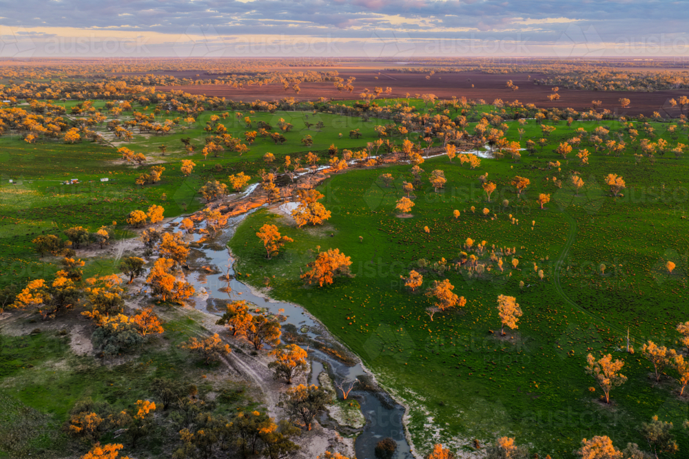 Aerial view of a lush green landscape with scattered trees glowing in the warm sunrise light. - Australian Stock Image