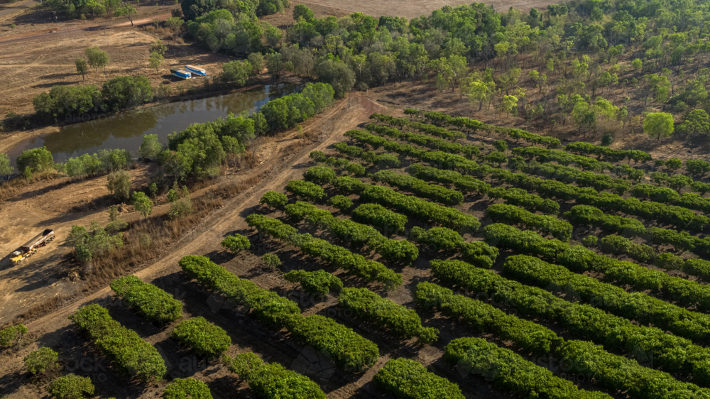 aerial view of a Mango farm - Australian Stock Image