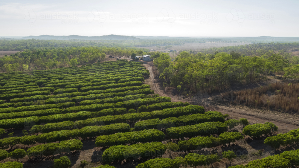 aerial view of a Mango farm orchard - Australian Stock Image