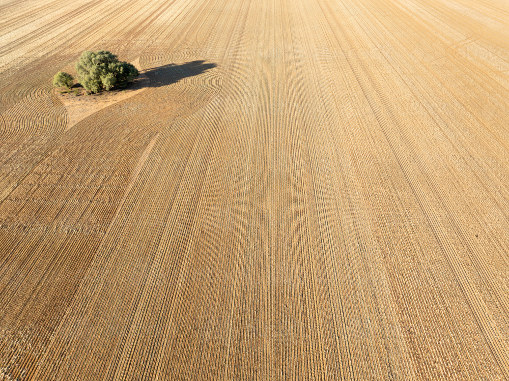 Aerial view of a ploughed paddock, with one tree casting a long shadow - Australian Stock Image
