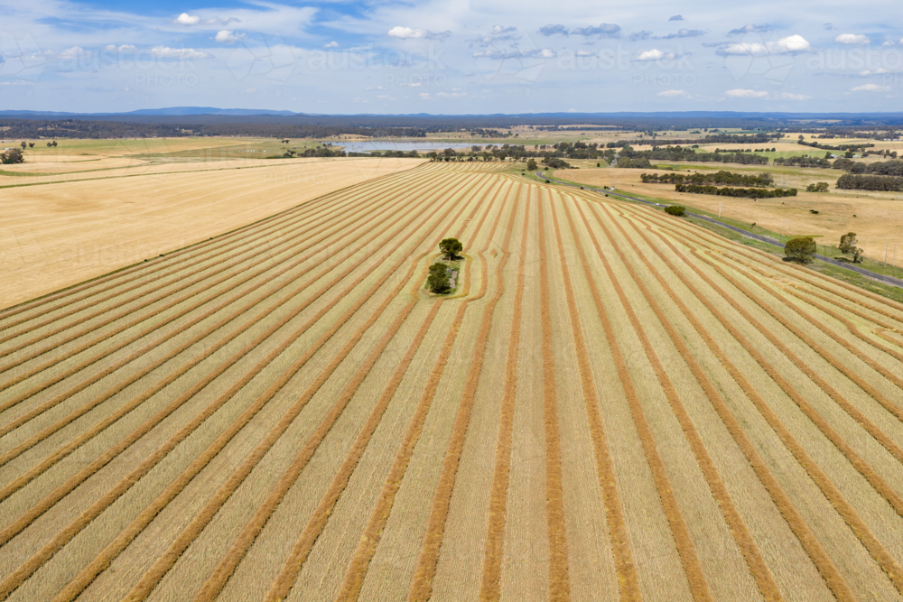 Image of Aerial view of a single tree in a field of harvest lines ...