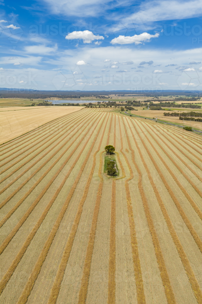 Image of Aerial view of a single tree in a field of harvest lines ...