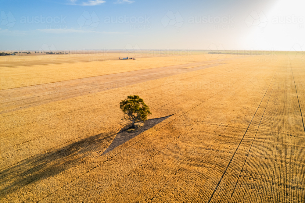 Aerial view of a single tree in the middle of farmland. - Australian Stock Image