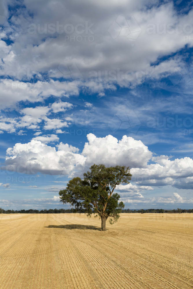 Aerial view of a solitary gumtree in the middle of a dry paddock with puffy white clouds overhead - Australian Stock Image