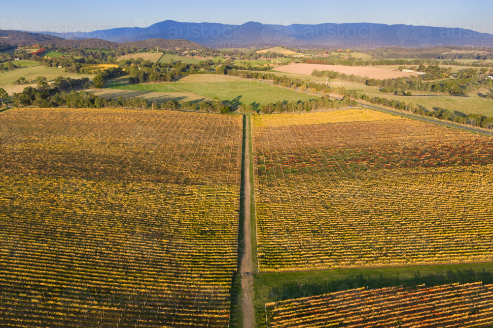 Aerial view of a track down the middle of rows of colourful grapevines on a hillside vineyard - Australian Stock Image