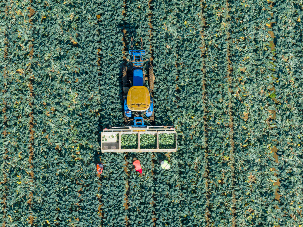 Aerial view of a tractor and workers ina green market garden - Australian Stock Image