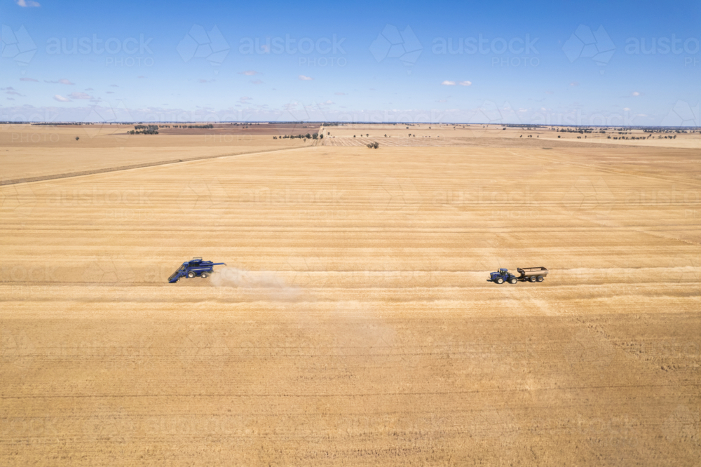 Aerial view of a tractor with trailer moving after combine harvester on the golden field - Australian Stock Image