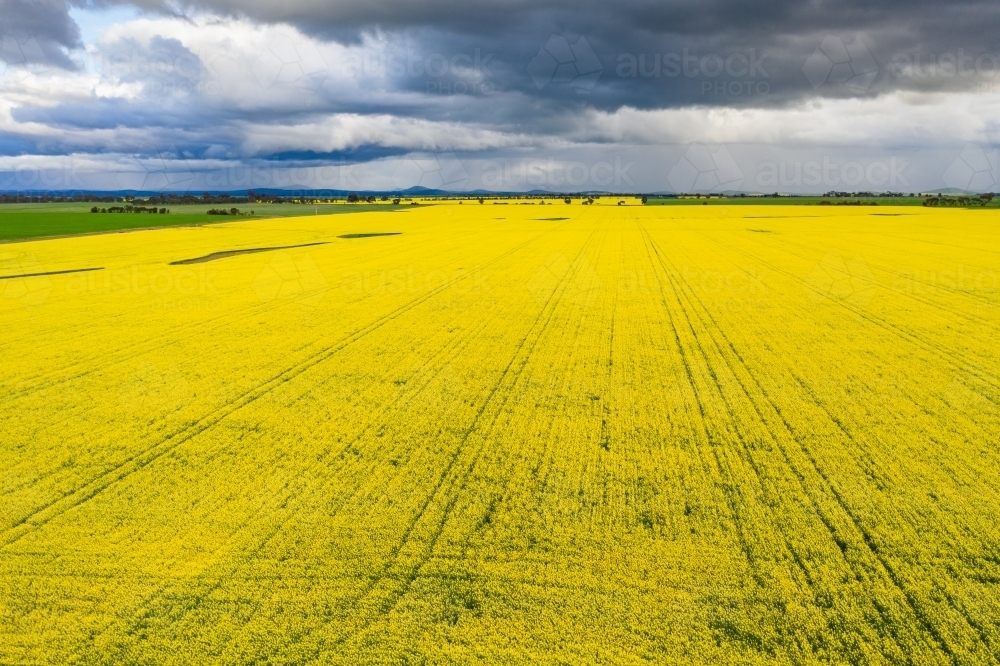 Aerial view of a vivid yellow canola field under a dark sky. - Australian Stock Image