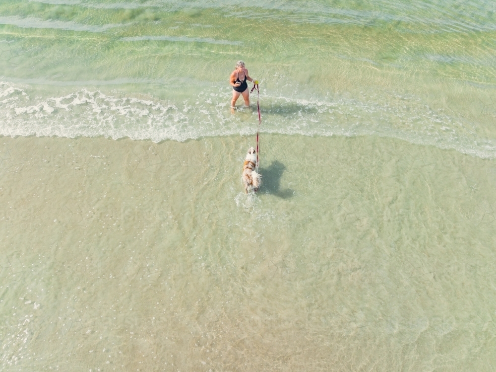 Aerial view of a woman playing with her pet dog in small waves on a beach - Australian Stock Image