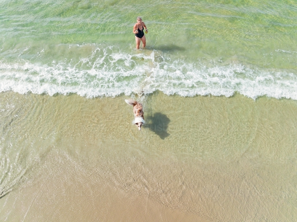 Aerial view of a woman playing with her pet dog in small waves on a beach - Australian Stock Image