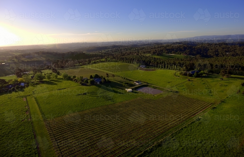 Aerial View of a Yarra Valley Vineyard at Dusk - Australian Stock Image