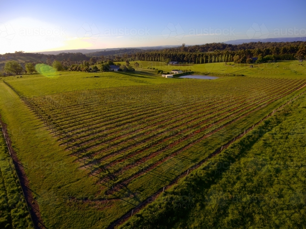 Image of Aerial View of a Yarra Valley Vineyard Austockphoto