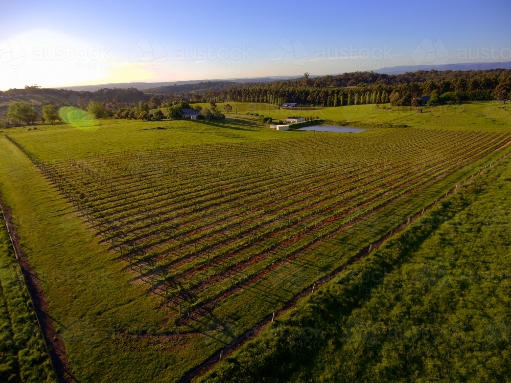 Aerial View of a Yarra Valley Vineyard - Australian Stock Image