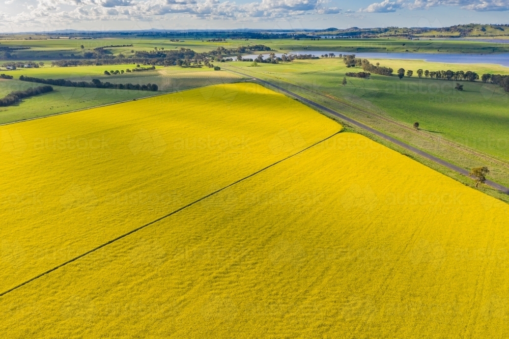 Aerial view of a yellow canola crop amongst green farmland - Australian Stock Image