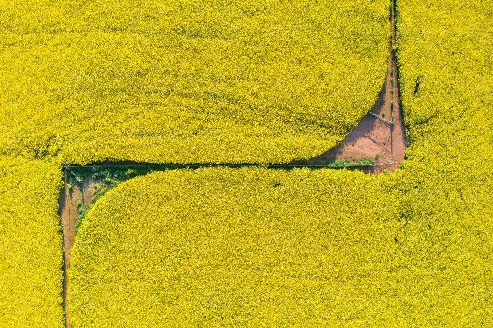 Aerial view of a yellow canola crop in full bloom with fence line patterns - Australian Stock Image