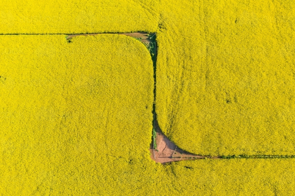 Aerial view of a yellow canola crop in full bloom with fence line patterns - Australian Stock Image