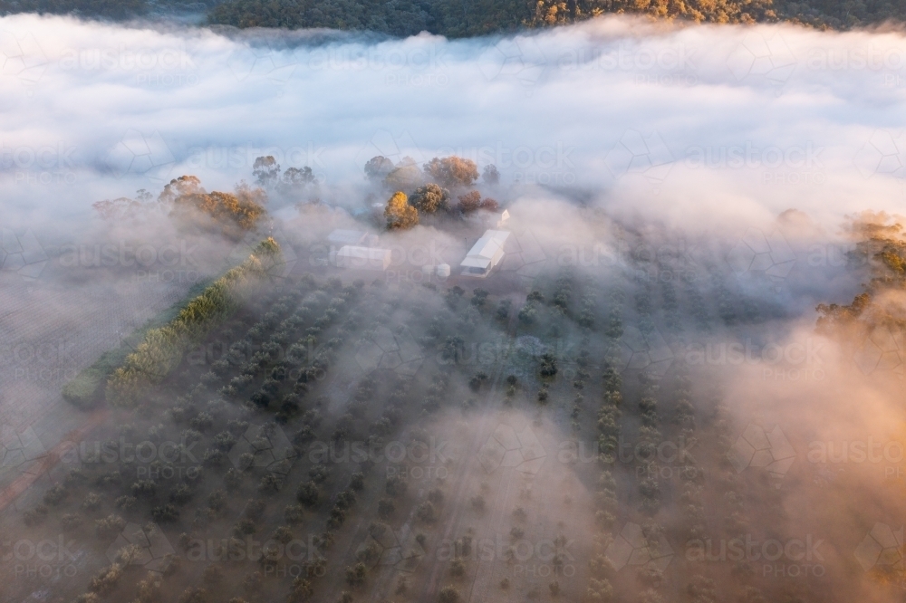 Aerial view of an orchard covered with a layer of fog - Australian Stock Image