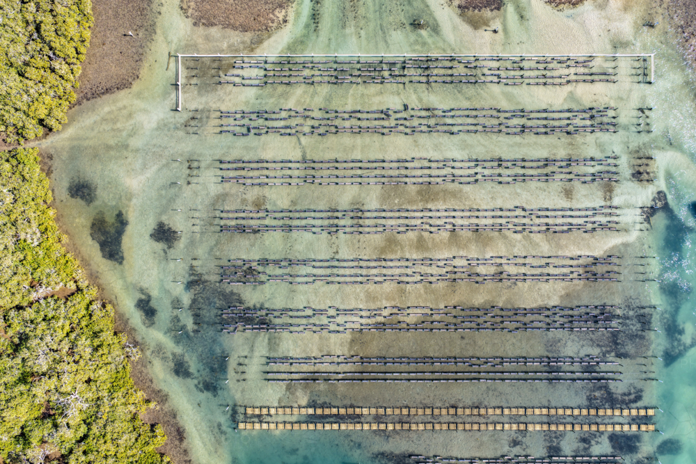 Aerial view of an oyster lease in Tuncurry, showing neatly arranged structures - Australian Stock Image