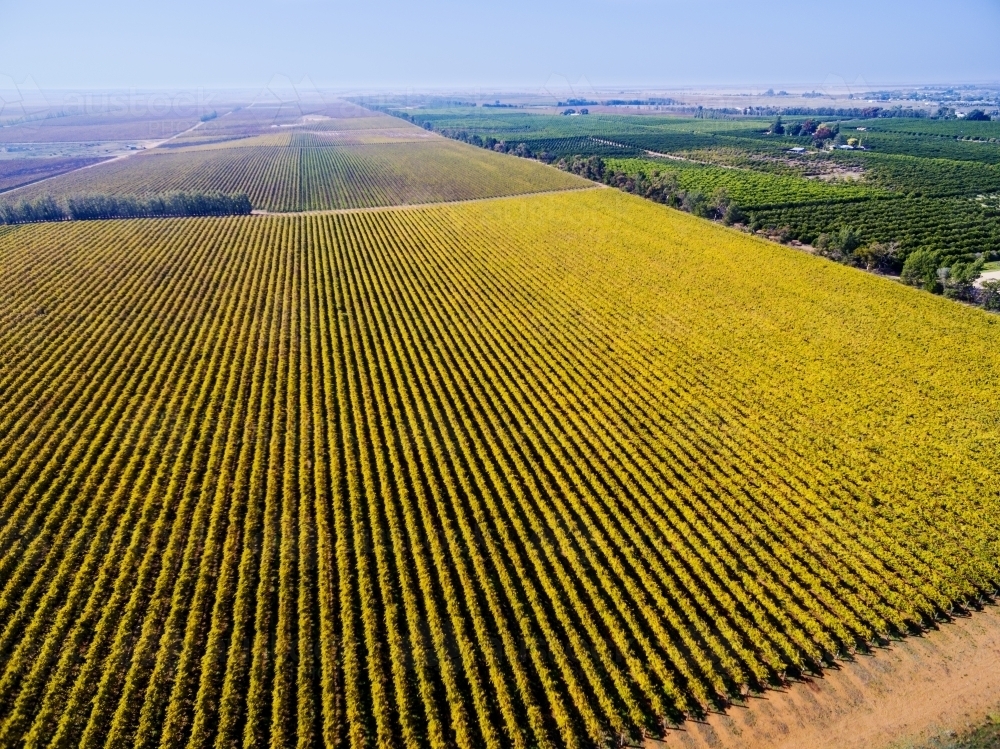 Aerial view of autumn grape vines and fruit trees - Australian Stock Image