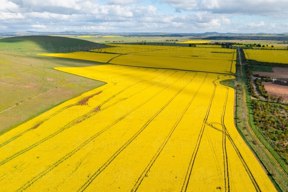 Image of Aerial view of bright yellow crops of canola on a sloping