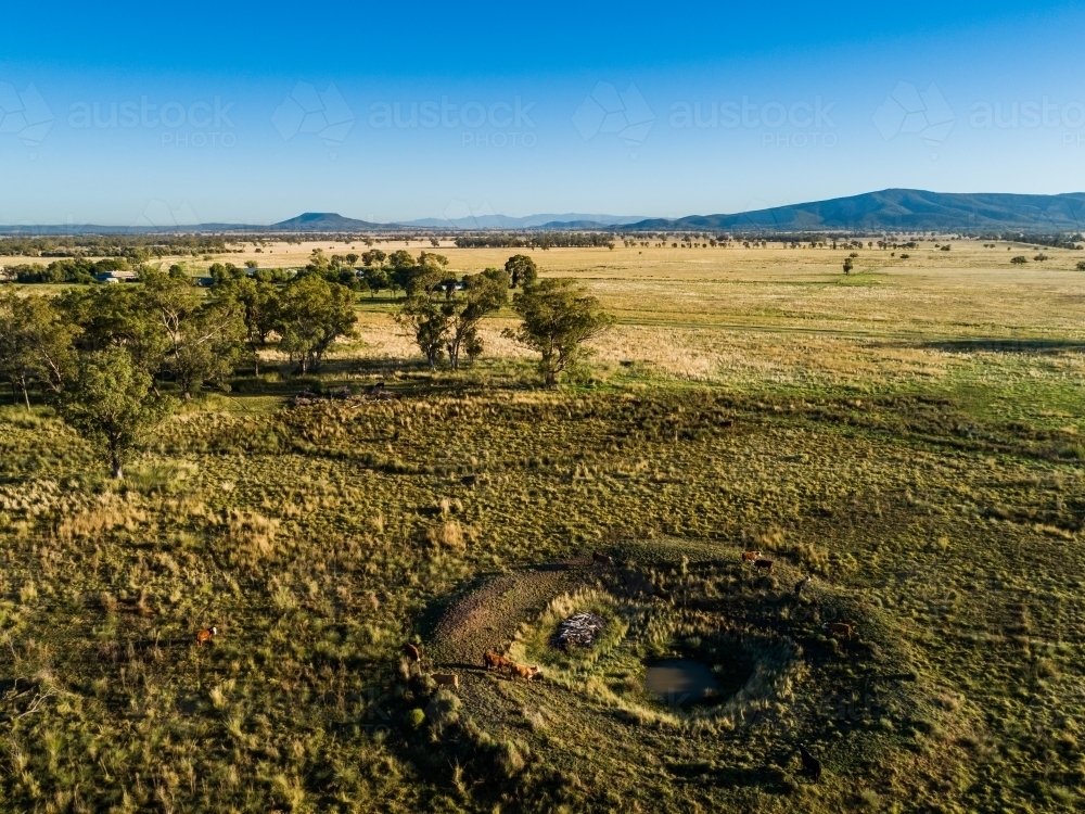 Aerial view of cattle by farm dam with low water level - Australian Stock Image
