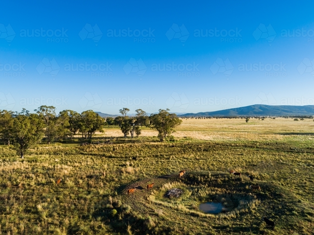 Aerial view of cattle by farm dam with low water level - Australian Stock Image