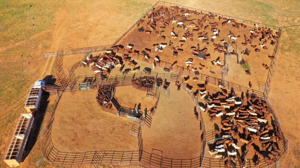 Aerial view of cattle, cattle yards and truck - Australian Stock Image