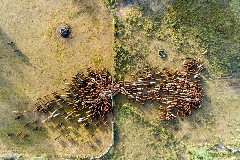 Aerial view of cattle funnelling out of cattle yards. - Australian Stock Image
