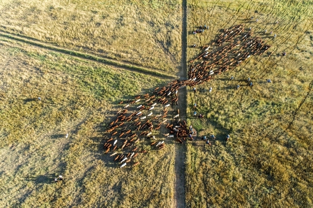 Aerial view of cattle funnelling through a gate in lush pasture. - Australian Stock Image