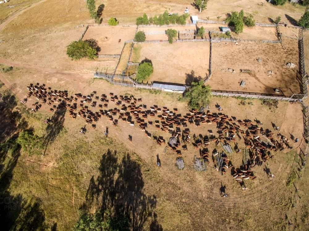 Aerial view of cattle leaving the yards. - Australian Stock Image