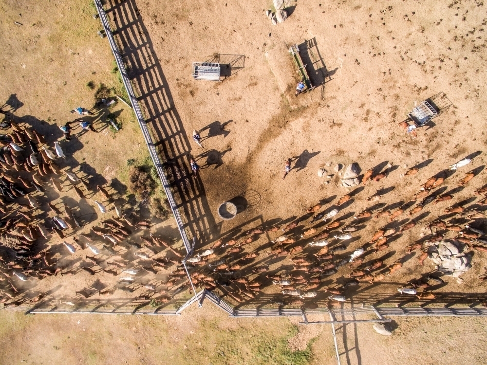 Aerial view of cattle leaving the yards through farm gate - Australian Stock Image