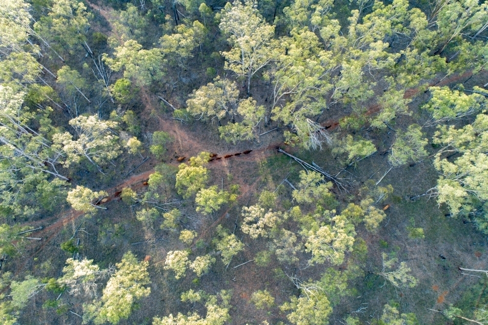 Aerial view of cattle walking among forest trees. - Australian Stock Image