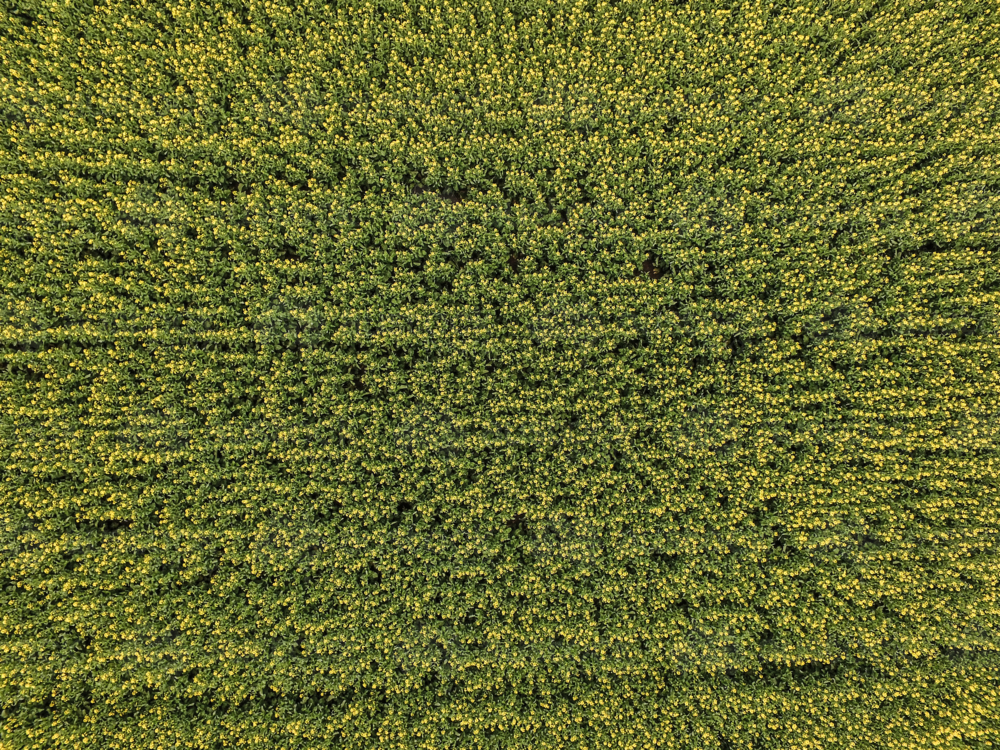 Aerial view of dense yellow flowering canola farm - Australian Stock Image