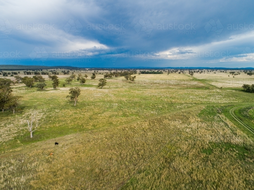 Aerial view of distant cattle in farm paddock with dark rainclouds on horizon - incoming storm - Australian Stock Image