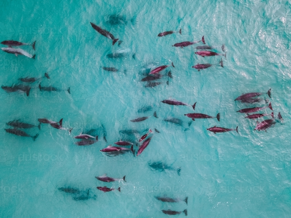 Aerial view of dolphin pod swimming - Australian Stock Image