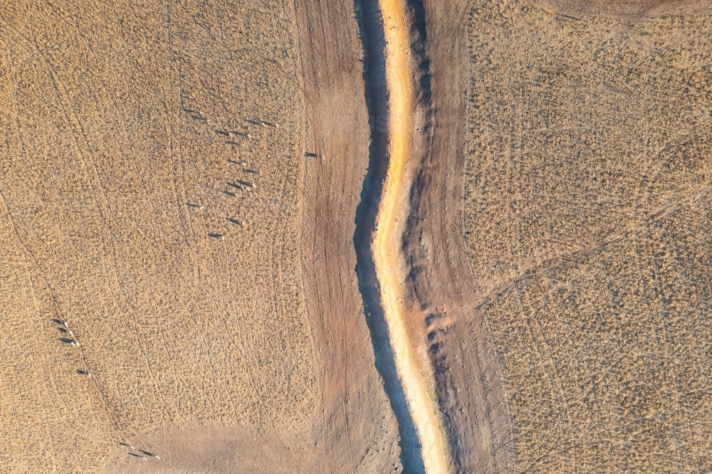 Aerial view of dry farm paddock and sheep with contour drain dividing image vertically - Australian Stock Image