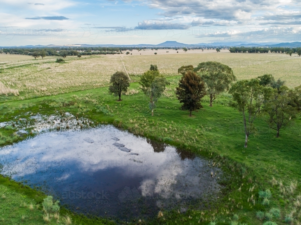 Image of Aerial view of ducks landing on farm dam surrounded by ...