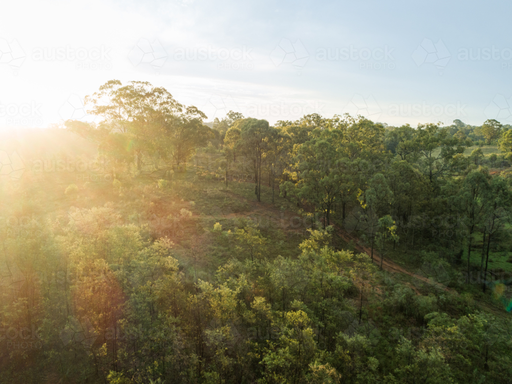 Aerial view of eucalyptus trees in green Australian bushland and hazy sunset light - Australian Stock Image