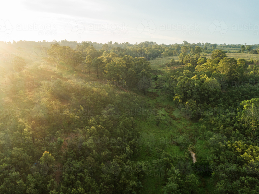 Aerial view of eucalyptus trees in green Australian bushland and hazy sunset light - Australian Stock Image