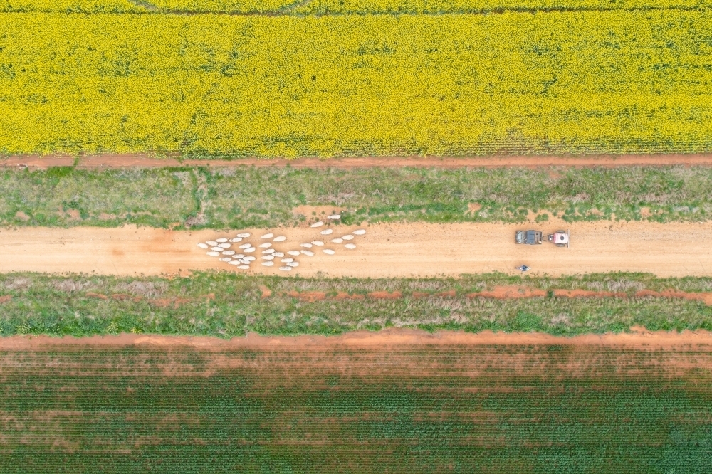 Aerial view of farm vehicles behind sheep - Australian Stock Image
