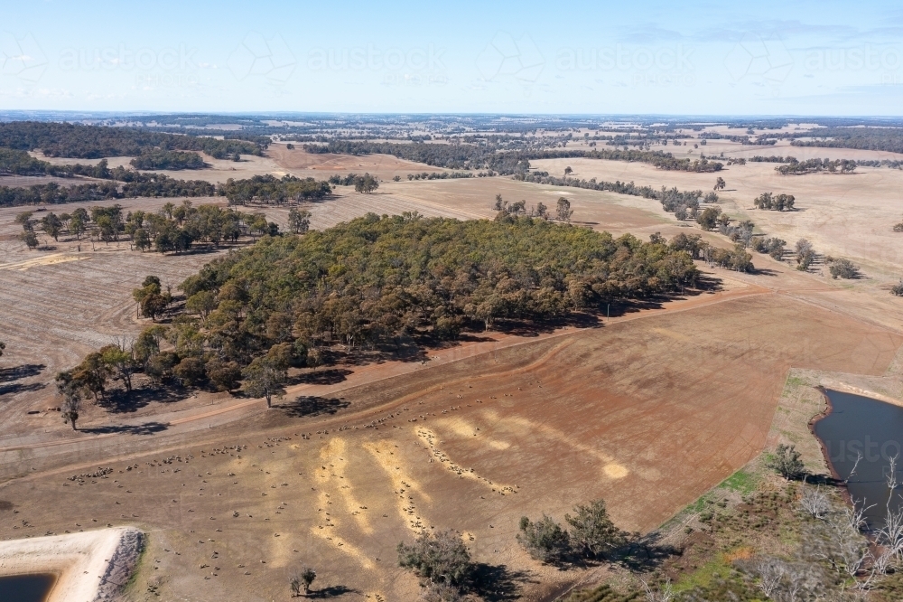 aerial view of farmland with hay fed out to sheep in dry paddock - Australian Stock Image